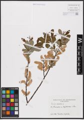 Foto von Salix aurita L.